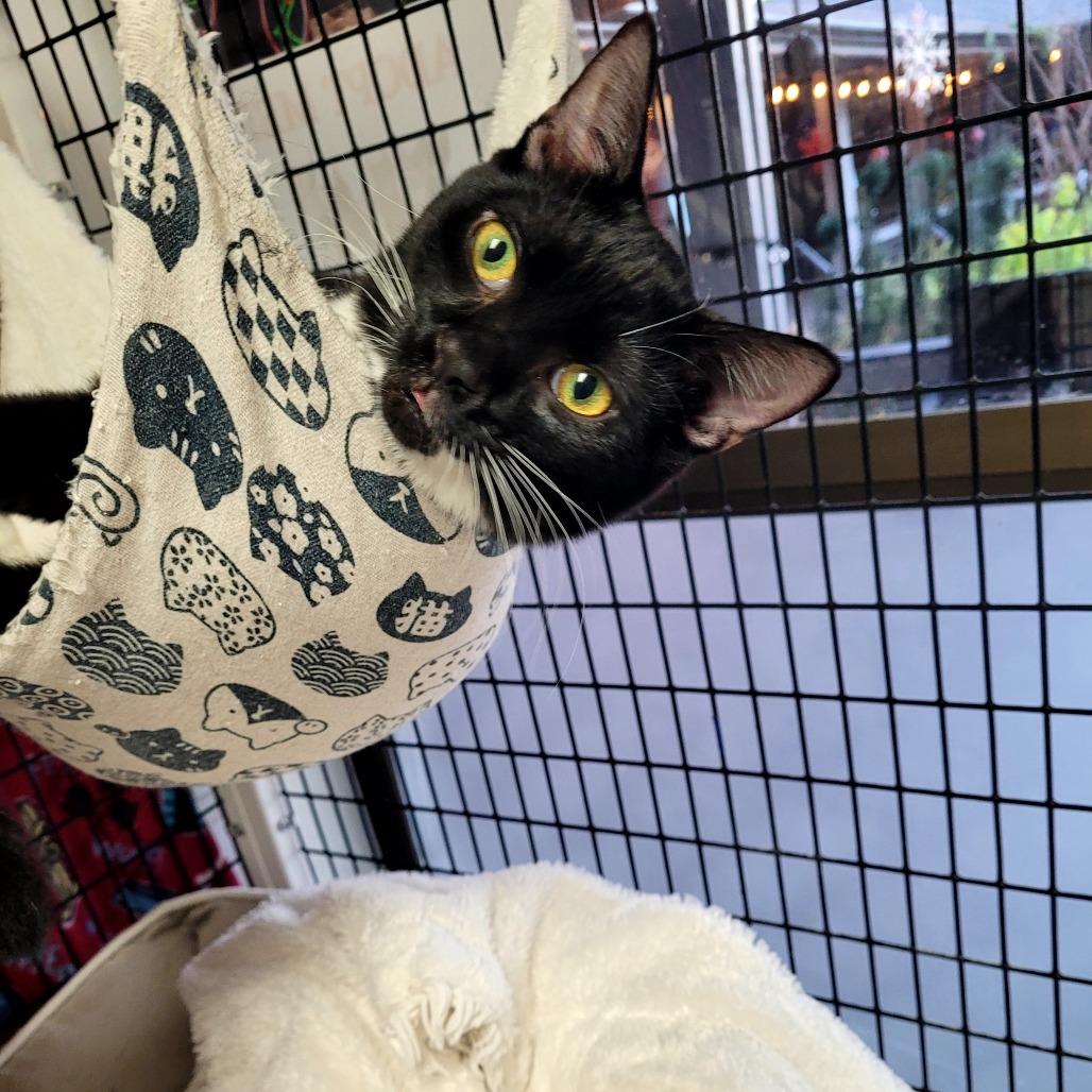 Barney, a Adoptable Domestic Short Hair in Allyn, WA image 4/5