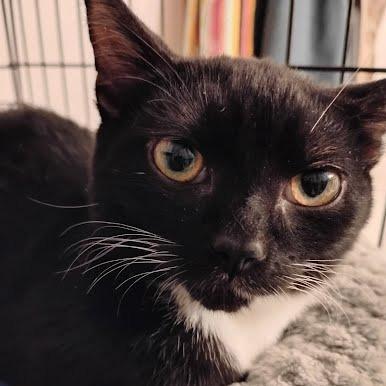 Barney, a Adoptable Domestic Short Hair in Allyn, WA image 5/5