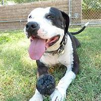 Panda, Adoptable, Adult Female American Staffordshire Terrier.