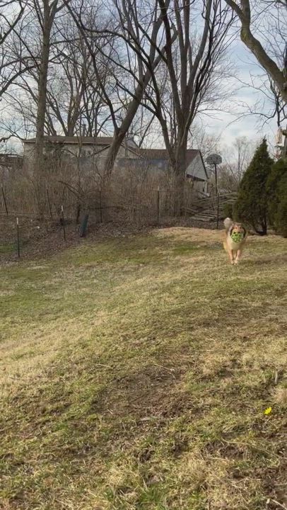 Enlarge Bowie, a Adopted Collie in Winchester, IN video 2/5