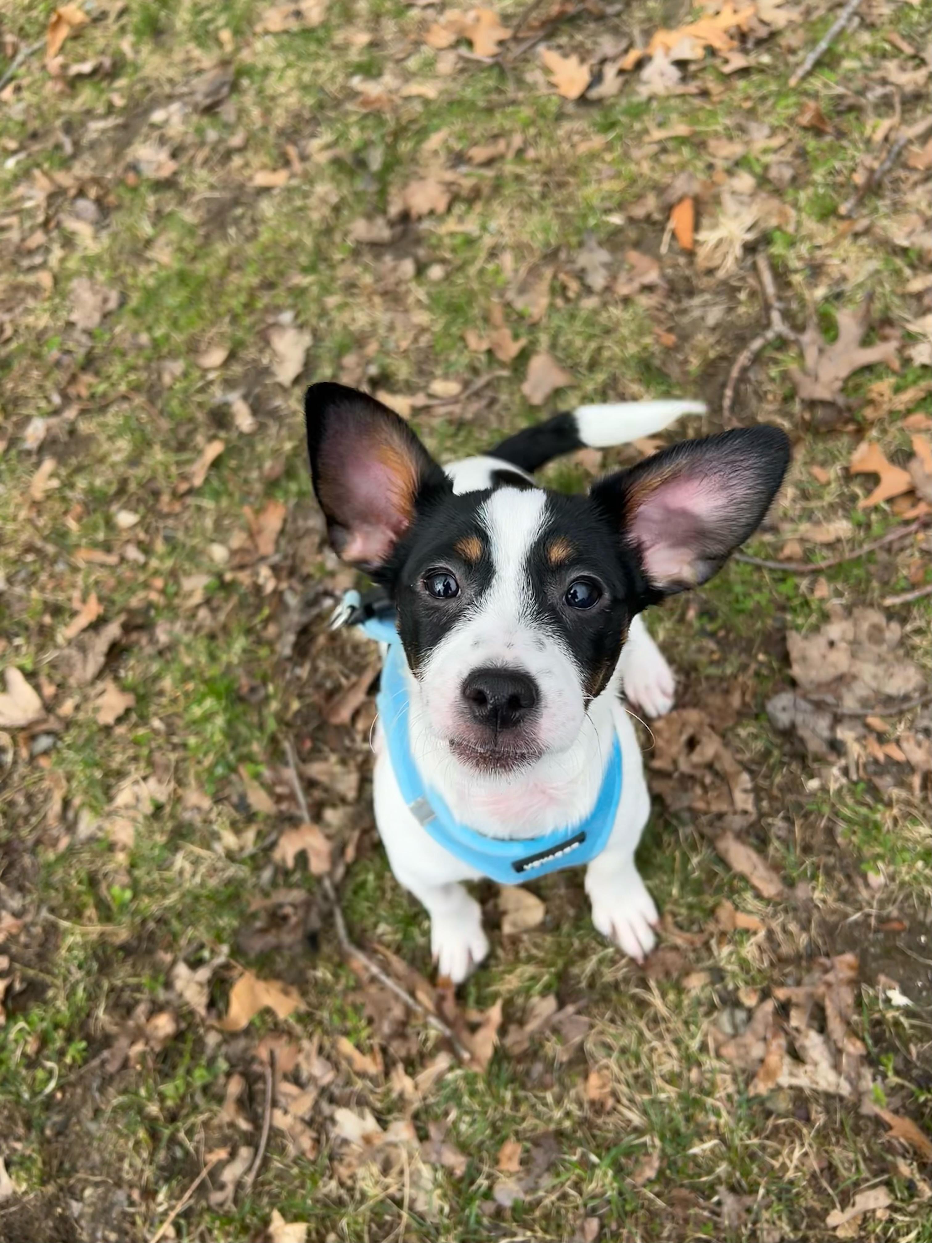 Enlarge Candy Cane, an adopted Mixed Breed in Milton, MA image 1/1