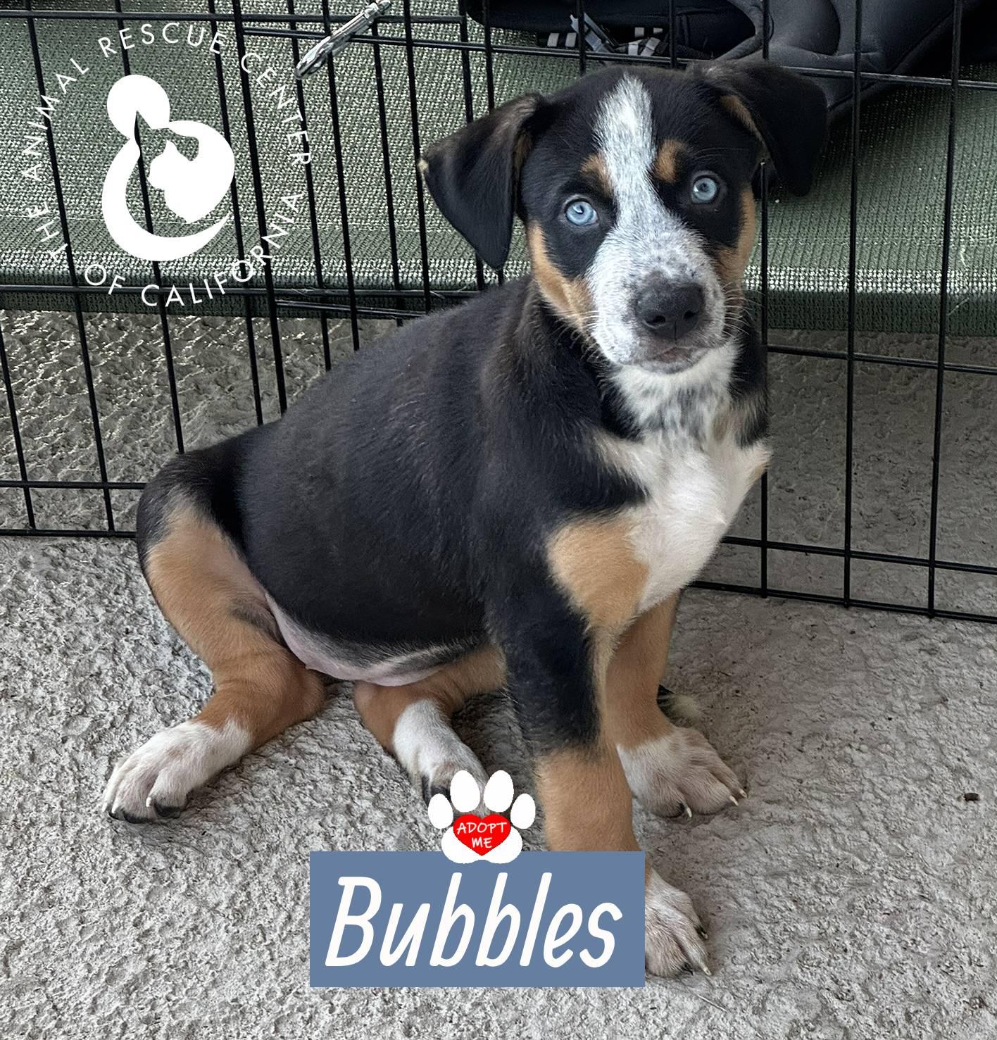 Bubbles, Adopted, Puppy Female Australian Shepherd & Australian Cattle Dog / Blue Heeler.