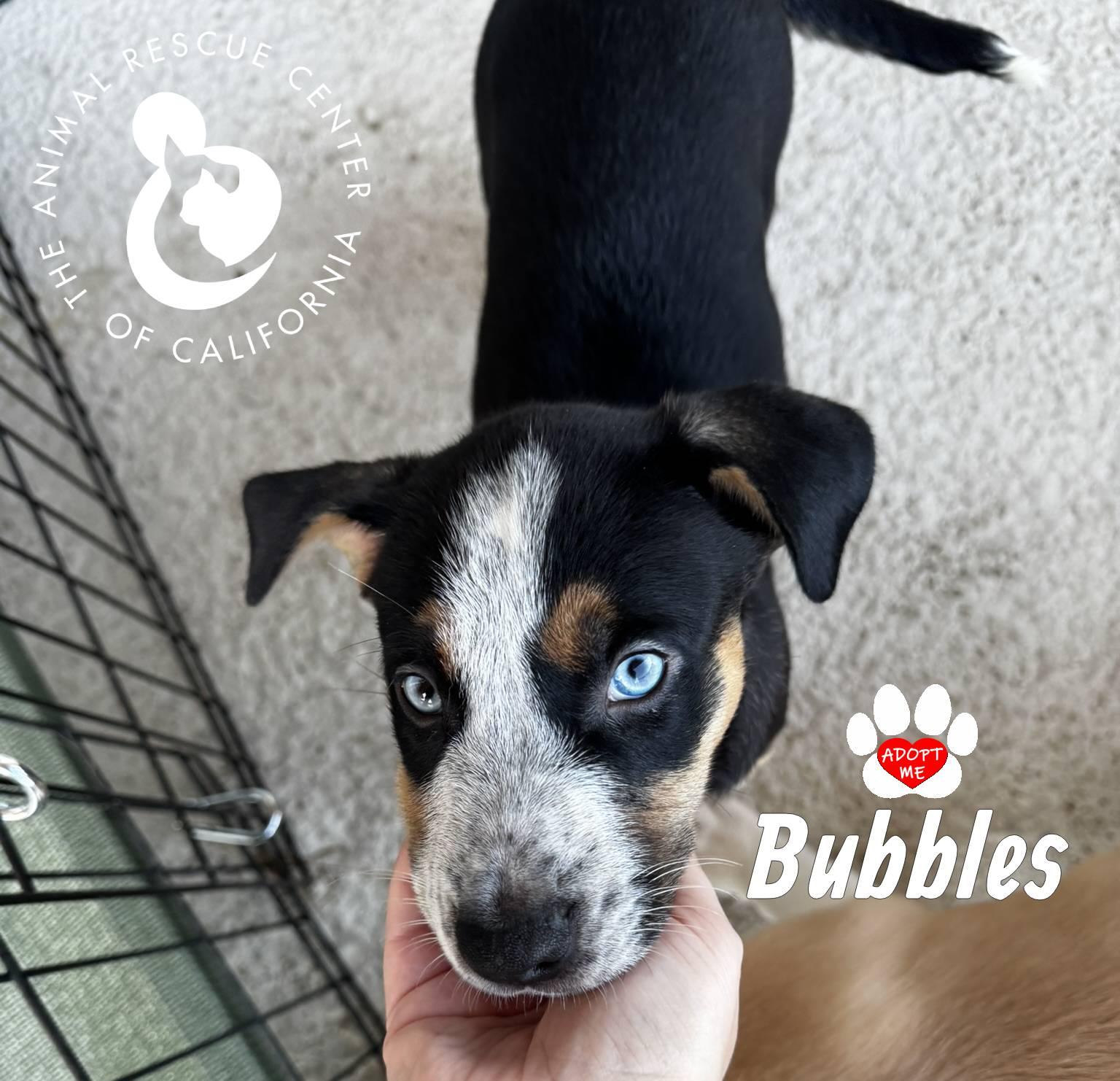 Enlarge Bubbles, a Adopted mixed breed in Coachella, CA image 3/4