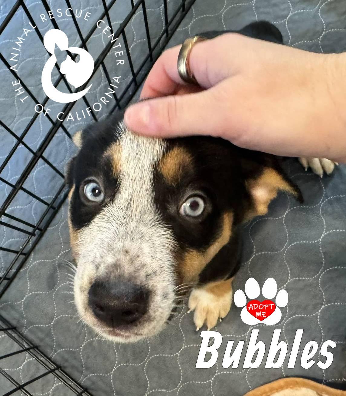 Enlarge Bubbles, a Adopted mixed breed in Coachella, CA image 4/4