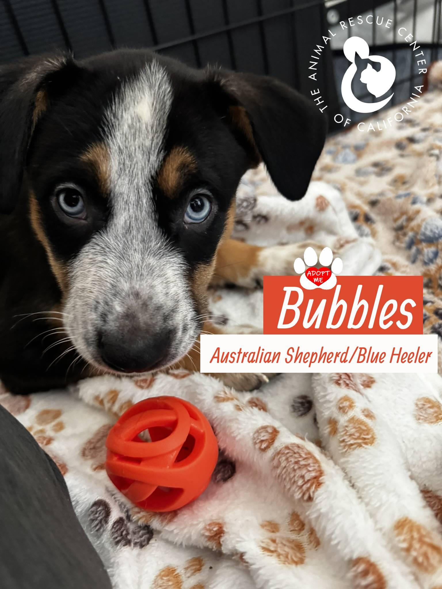 Enlarge Bubbles, a Adopted mixed breed in Coachella, CA image 2/4