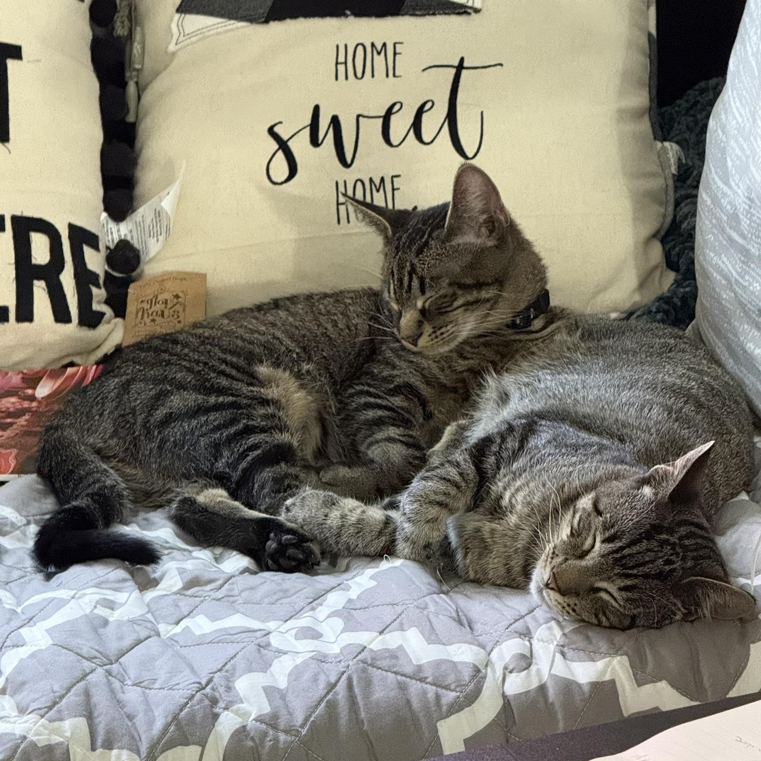 Mister Aster & Mister Arial