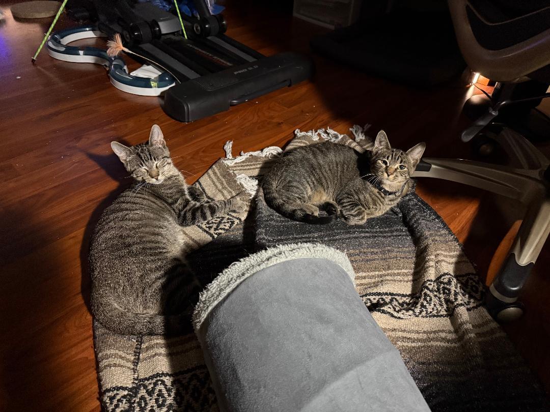 Mister Aster & Mister Arial