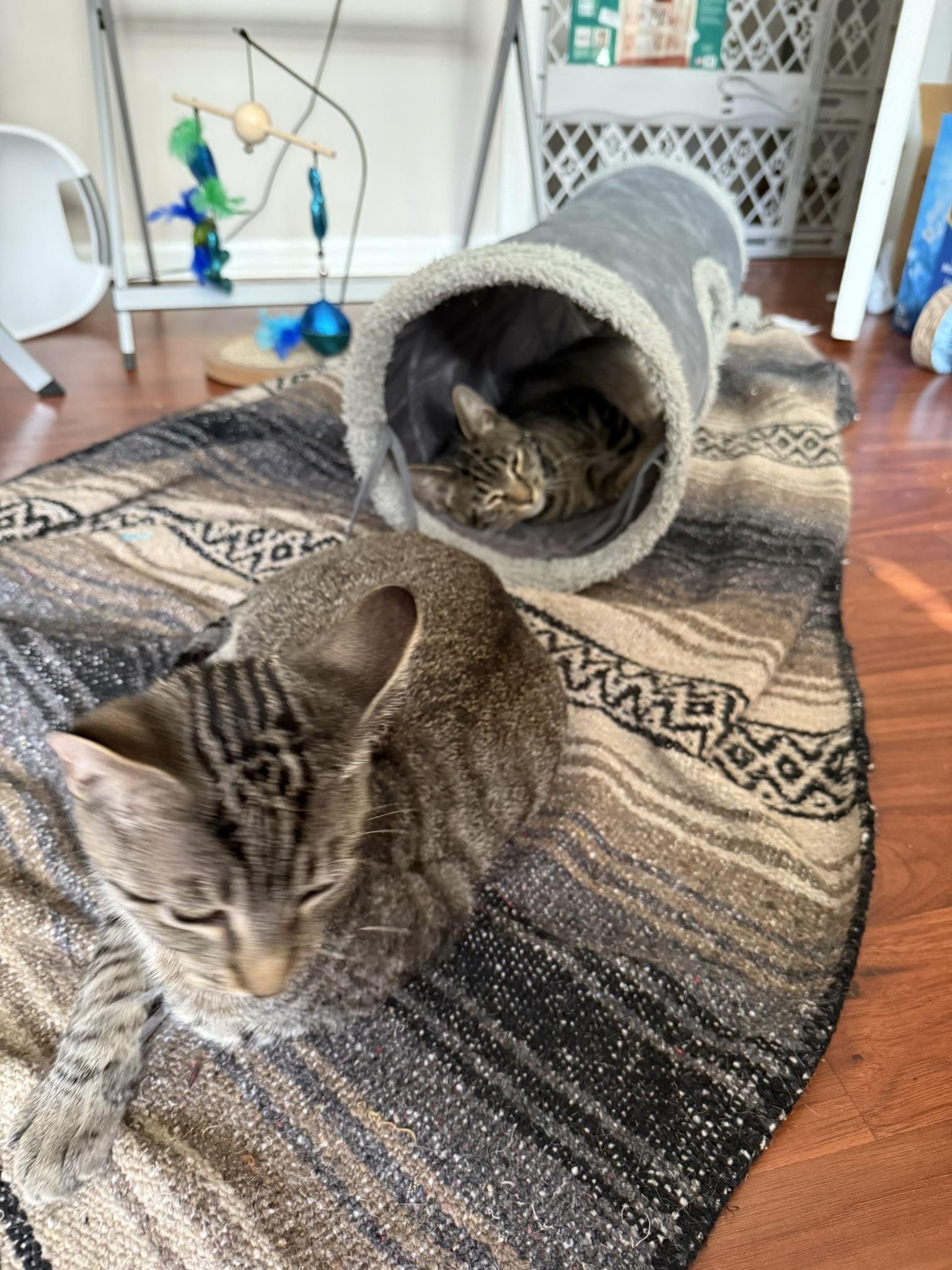 Mister Aster & Mister Arial