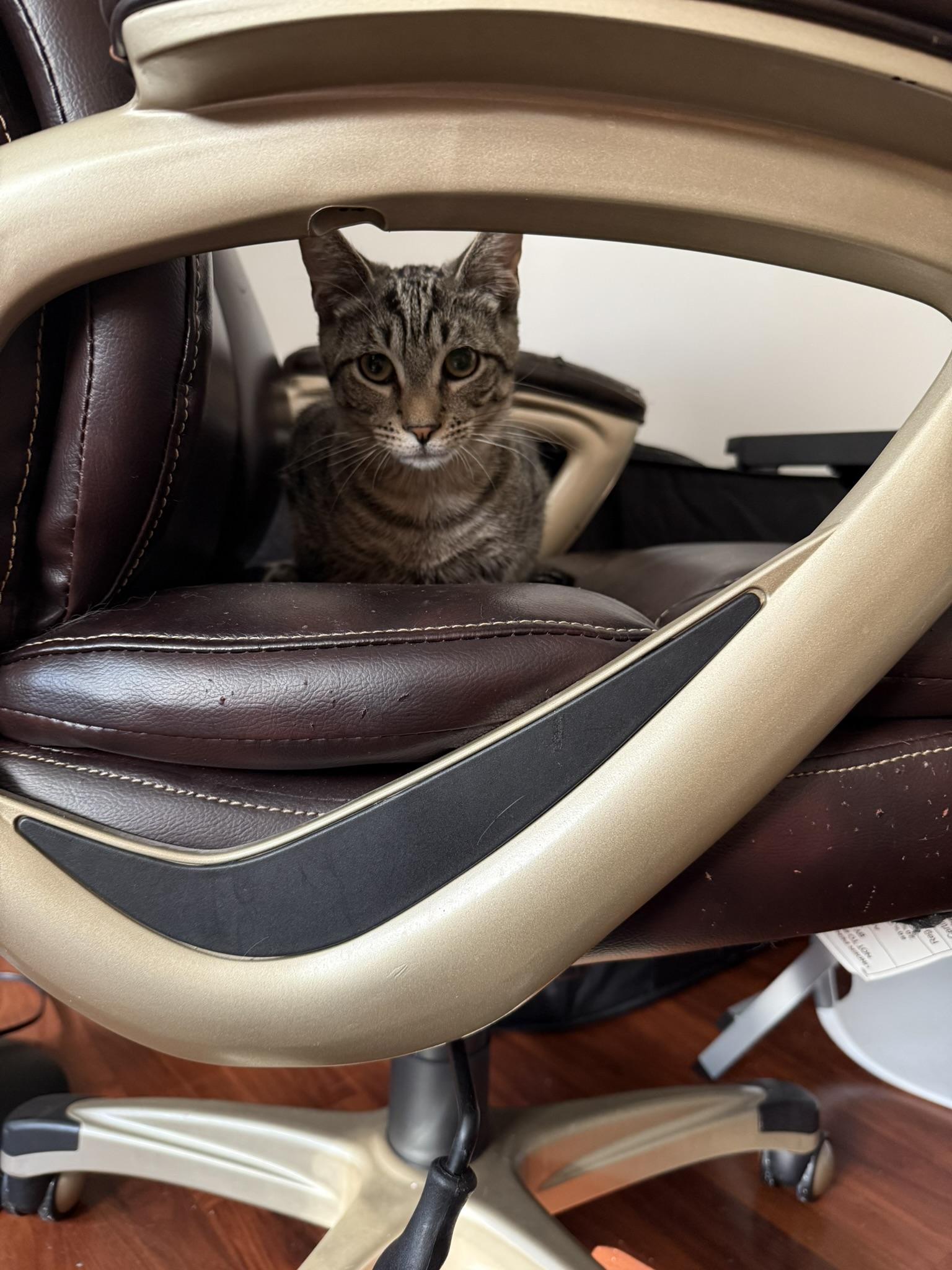 Mister Aster & Mister Arial