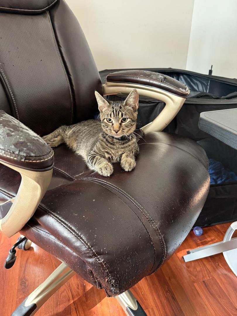 Mister Aster & Mister Arial