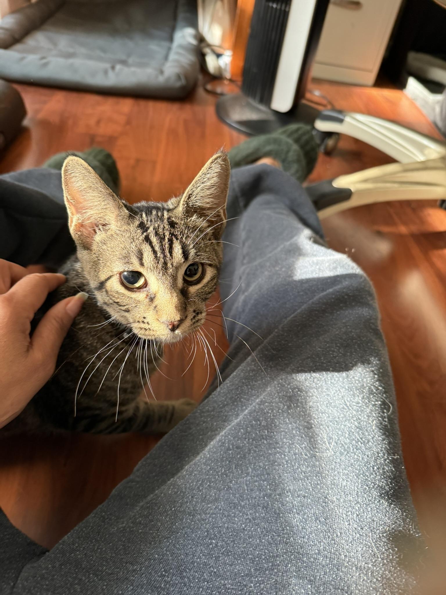 Mister Aster & Mister Arial