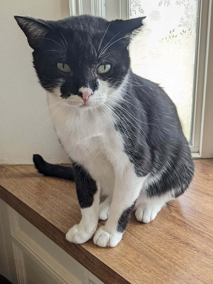 Lava, a Adoptable Domestic Short Hair in Mansfield, OH image 3/4