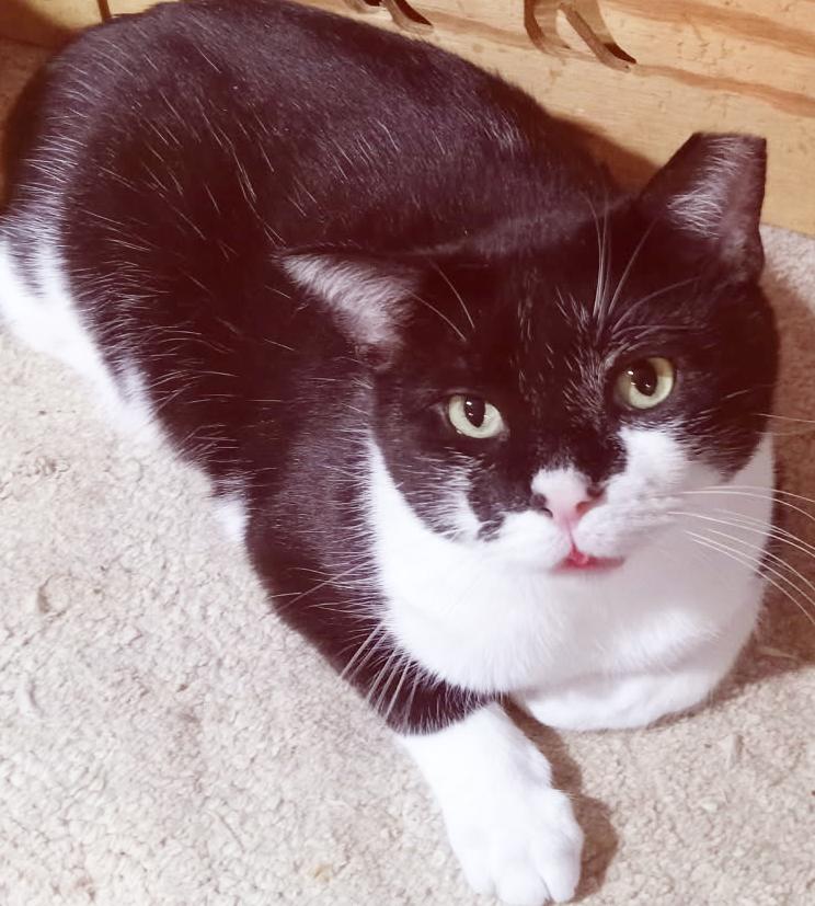 Lava, a Adoptable Domestic Short Hair in Mansfield, OH image 1/4