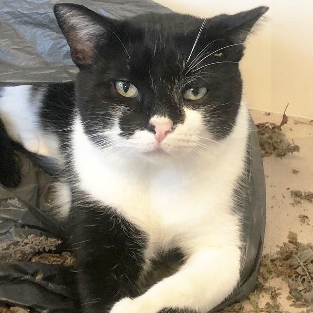 Lava, a Adoptable Domestic Short Hair in Mansfield, OH image 2/4