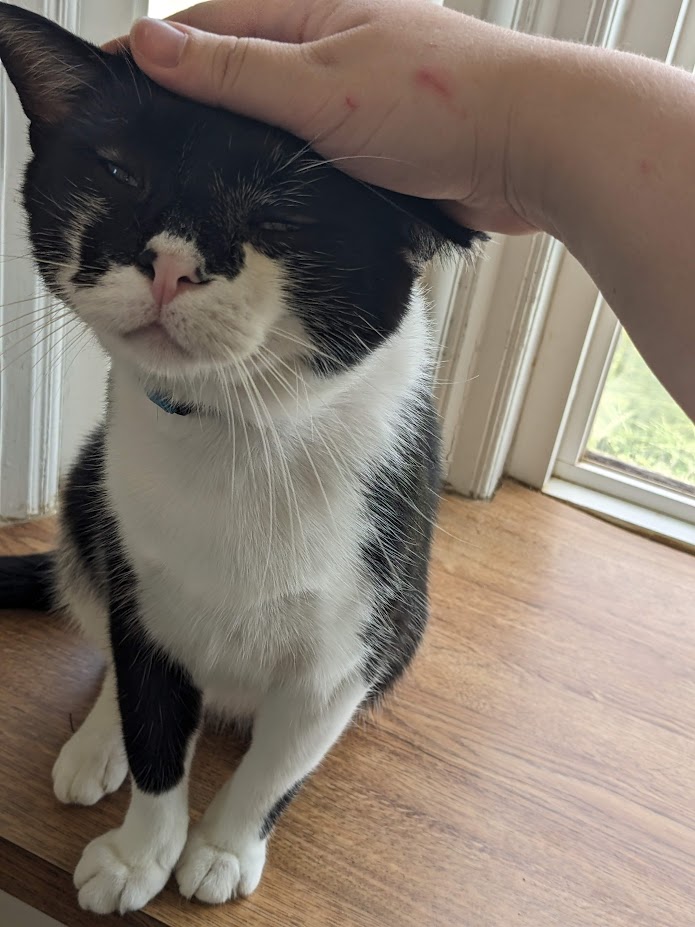 Lava, a Adoptable Domestic Short Hair in Mansfield, OH image 4/4