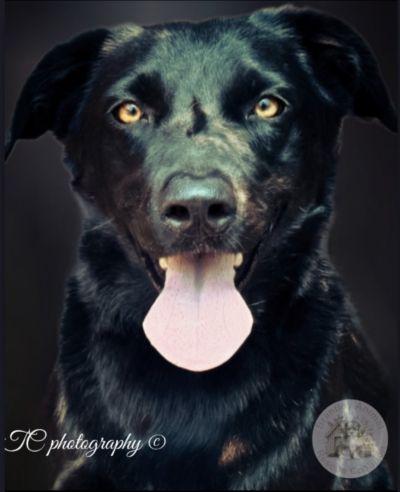 Enlarge Stitch, a Adoptable mixed breed in Jacksonville, FL image 1/1