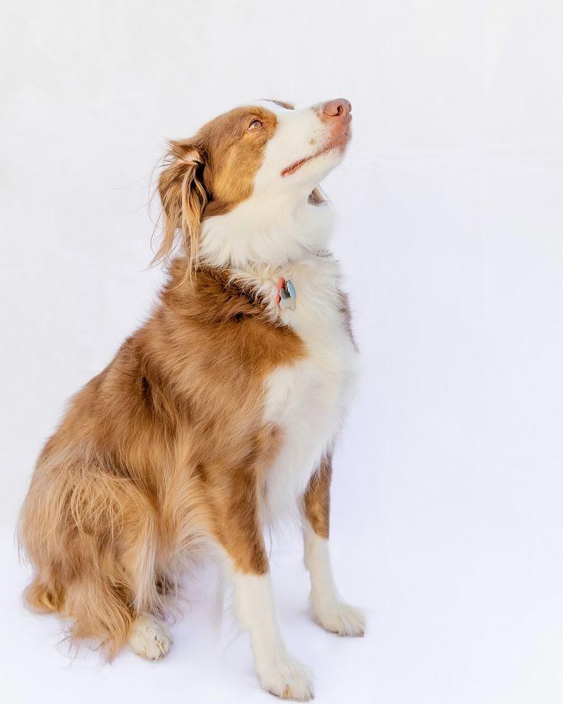 Enlarge Misio, a Adoptable mixed breed in Salt Lake City, UT image 1/5