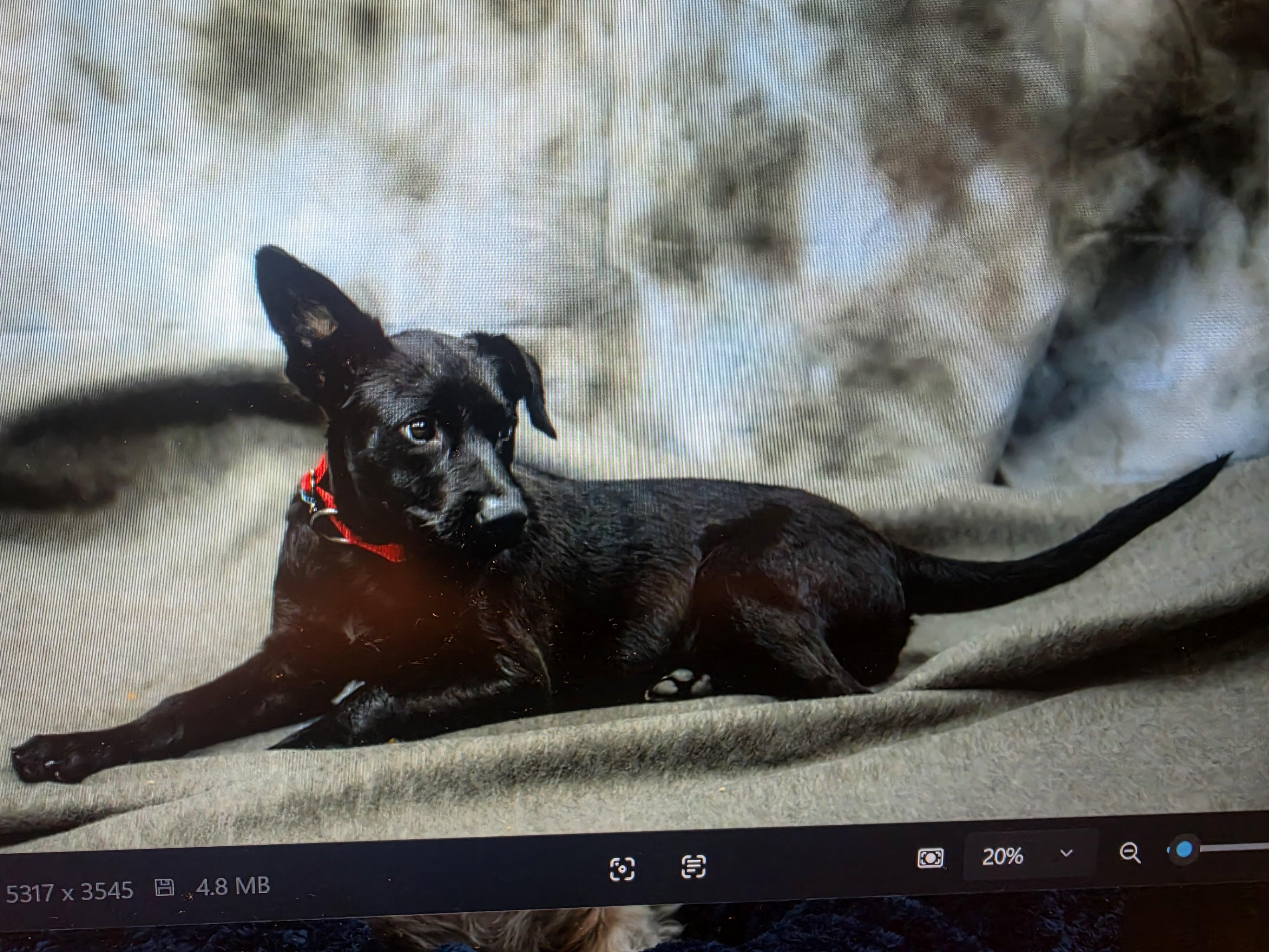 Enlarge Milo, a Adoptable mixed breed in Ponchatoula, LA image 1/1