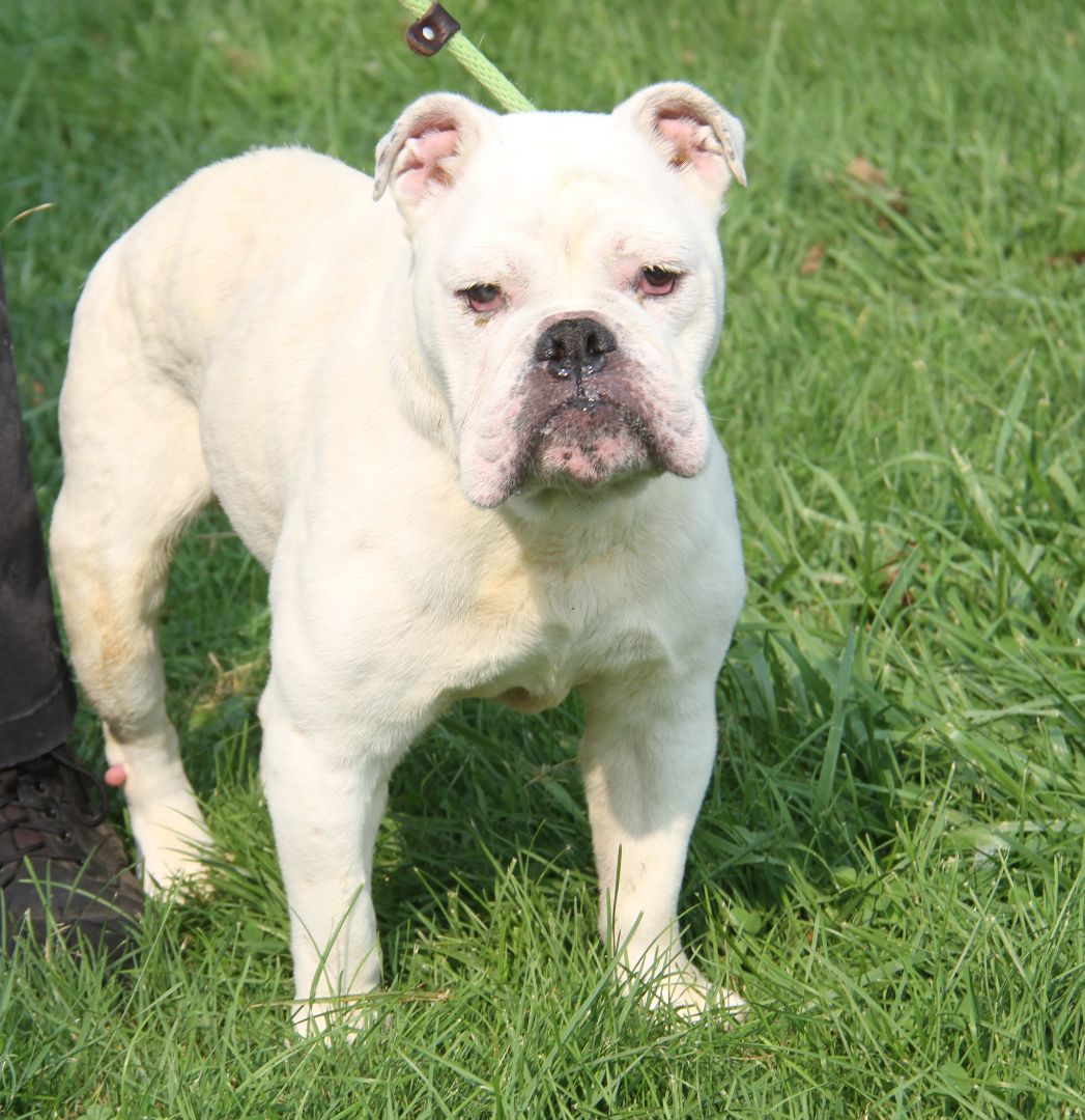 Bailey (Spayed) (In Foster Care) (Photos 8/2/2023) (Special Needs: Deaf), a Adoptable English Bulldog in Marietta, OH image 1/6