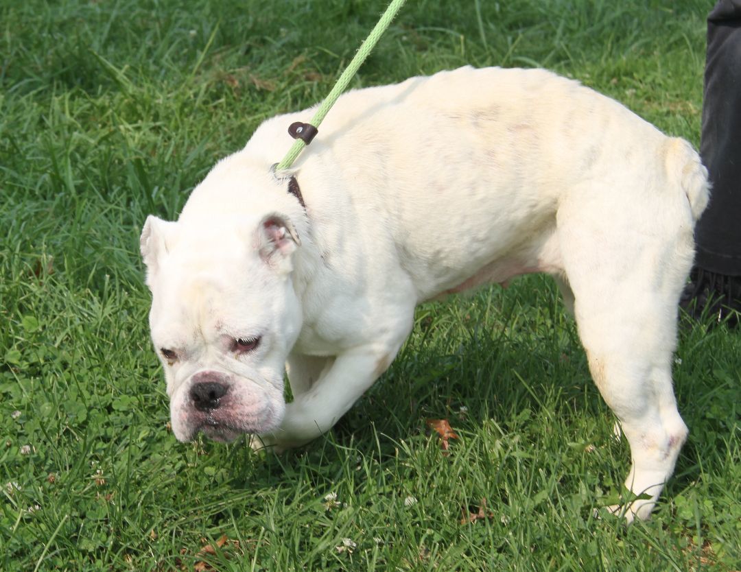 Bailey (Spayed) (In Foster Care) (Photos 8/2/2023) (Special Needs: Deaf), a Adoptable English Bulldog in Marietta, OH image 2/6