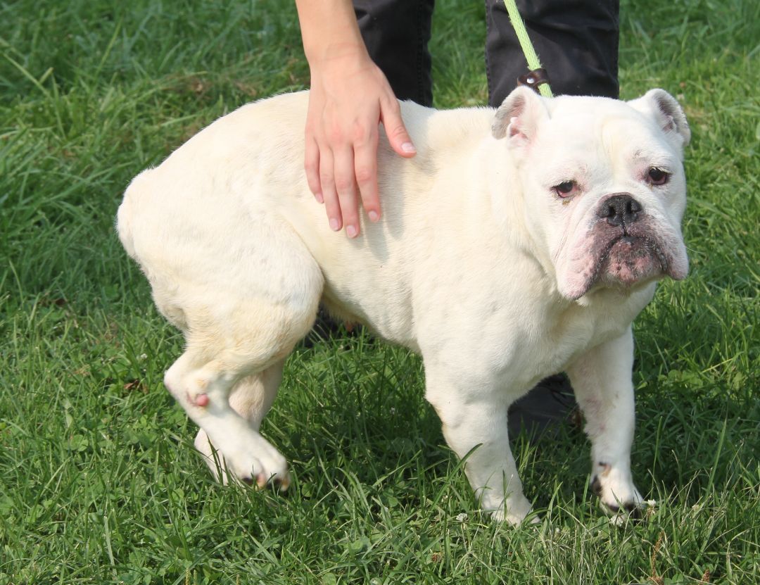 Bailey (Spayed) (In Foster Care) (Photos 8/2/2023) (Special Needs: Deaf), a Adoptable English Bulldog in Marietta, OH image 3/6