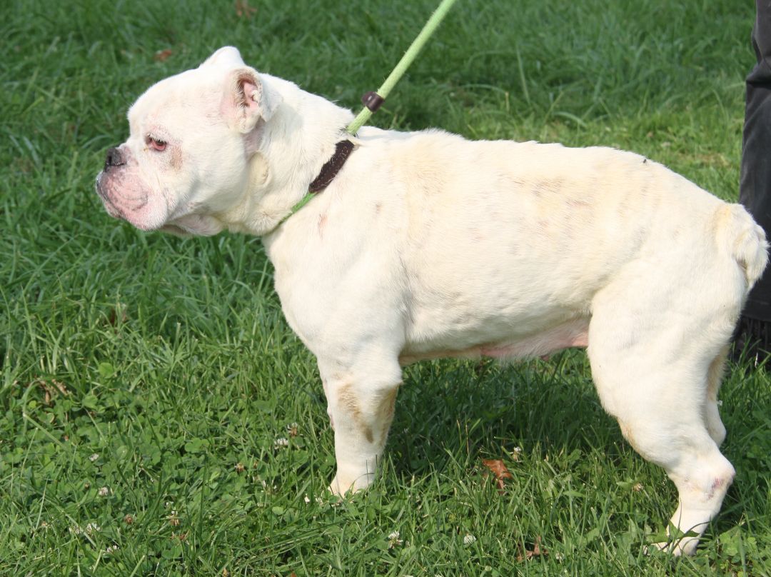 Bailey (Spayed) (In Foster Care) (Photos 8/2/2023) (Special Needs: Deaf), a Adoptable English Bulldog in Marietta, OH image 4/6
