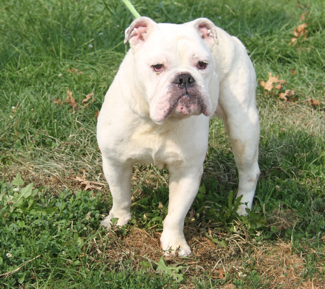Bailey (Spayed) (In Foster Care) (Photos 8/2/2023) (Special Needs: Deaf), a Adoptable English Bulldog in Marietta, OH image 5/6