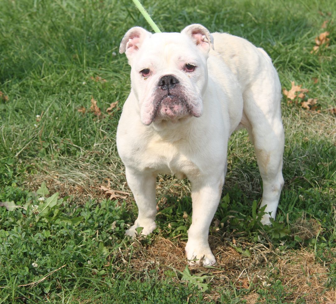 Bailey (Spayed) (In Foster Care) (Photos 8/2/2023) (Special Needs: Deaf), an adoptable English Bulldog in Marietta, OH, 45750 | Photo Image 1
