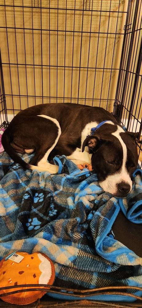 Enlarge Tooter, a Adoptable mixed breed in Grand Rapids, MI image 1/4