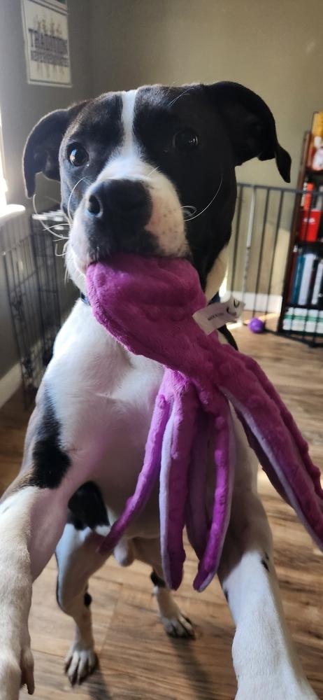 Enlarge Tooter, a Adoptable mixed breed in Grand Rapids, MI image 2/4