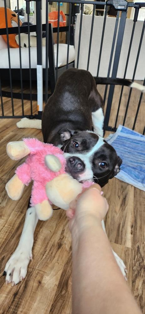 Enlarge Tooter, a Adoptable mixed breed in Grand Rapids, MI image 3/4