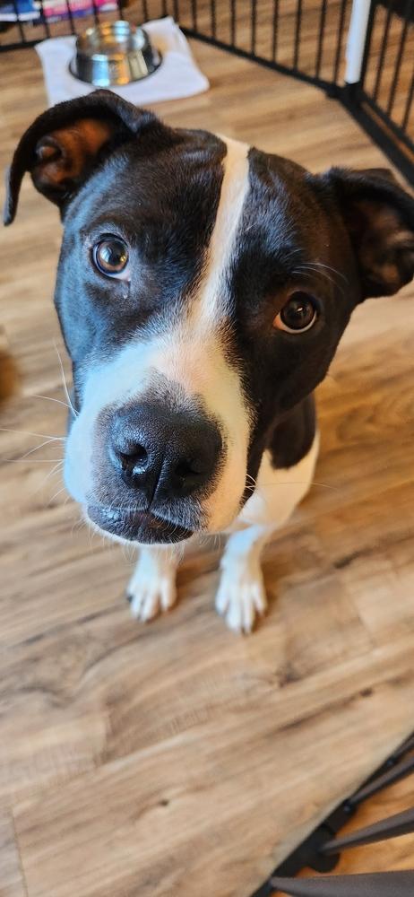 Enlarge Tooter, a Adoptable mixed breed in Grand Rapids, MI image 4/4