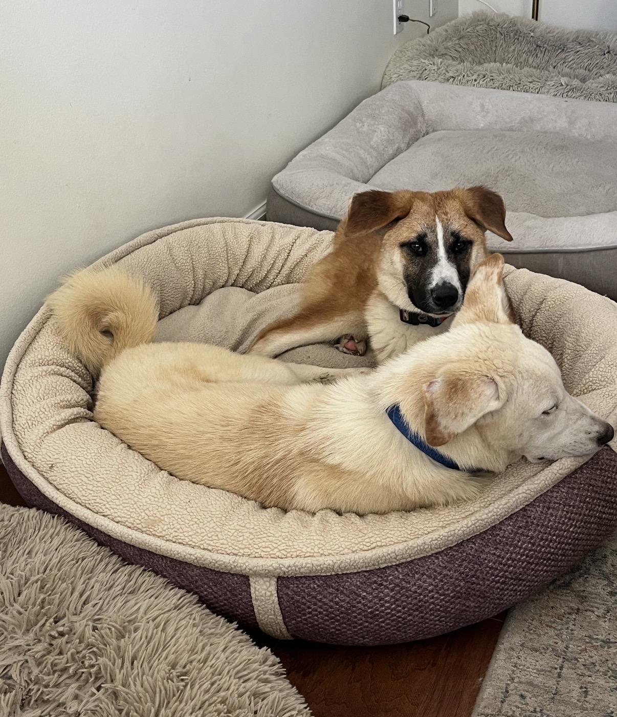 Junior, a ADOPTABLE mixed breed in Tarzana, CA image 2/4