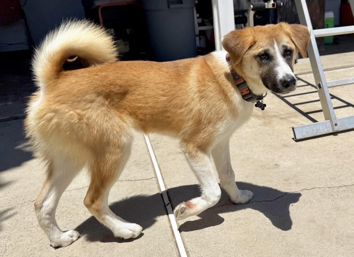 Junior, ADOPTABLE, Young Male Jindo & German Shepherd Dog.