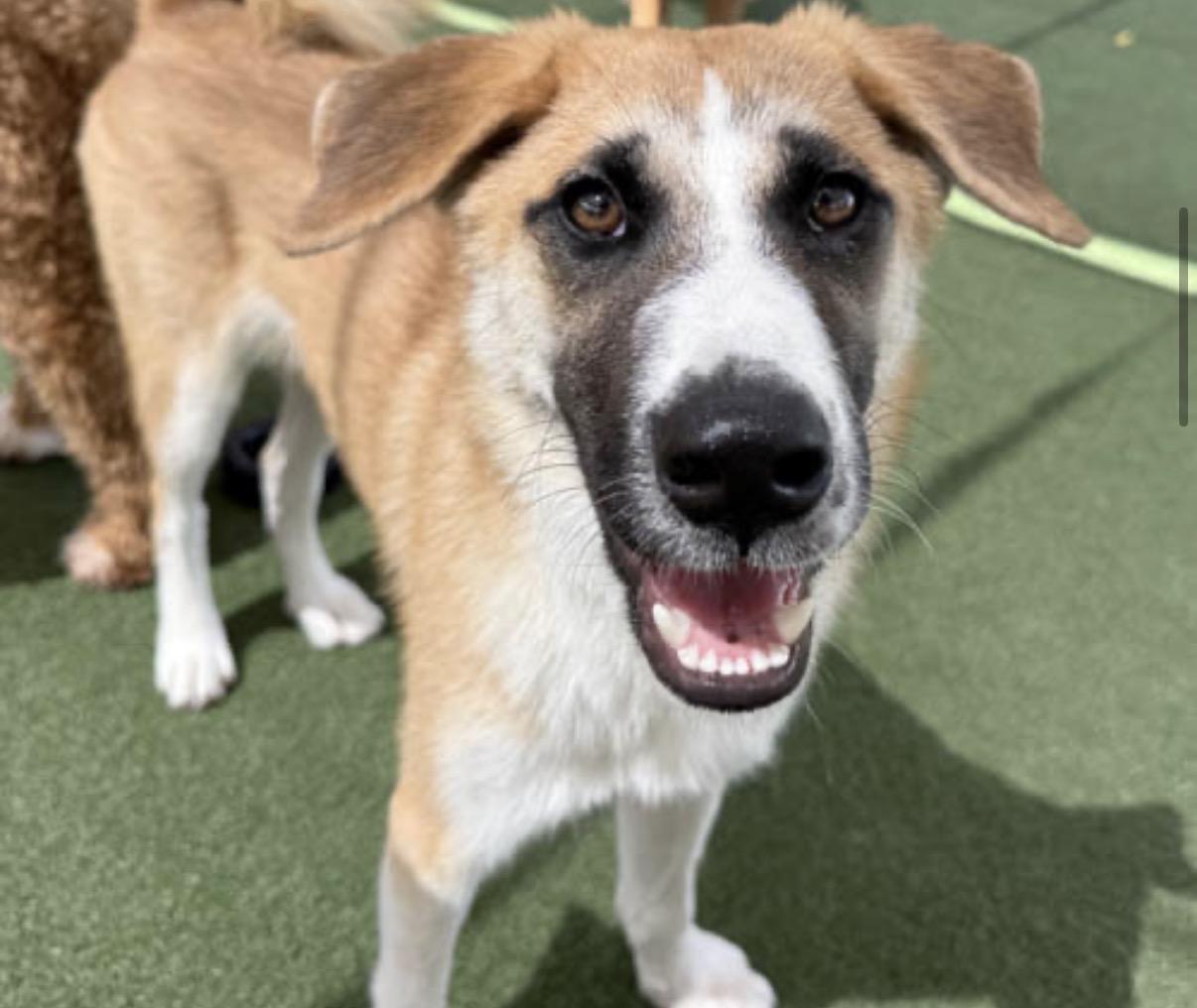 Junior, a ADOPTABLE mixed breed in Tarzana, CA image 4/4