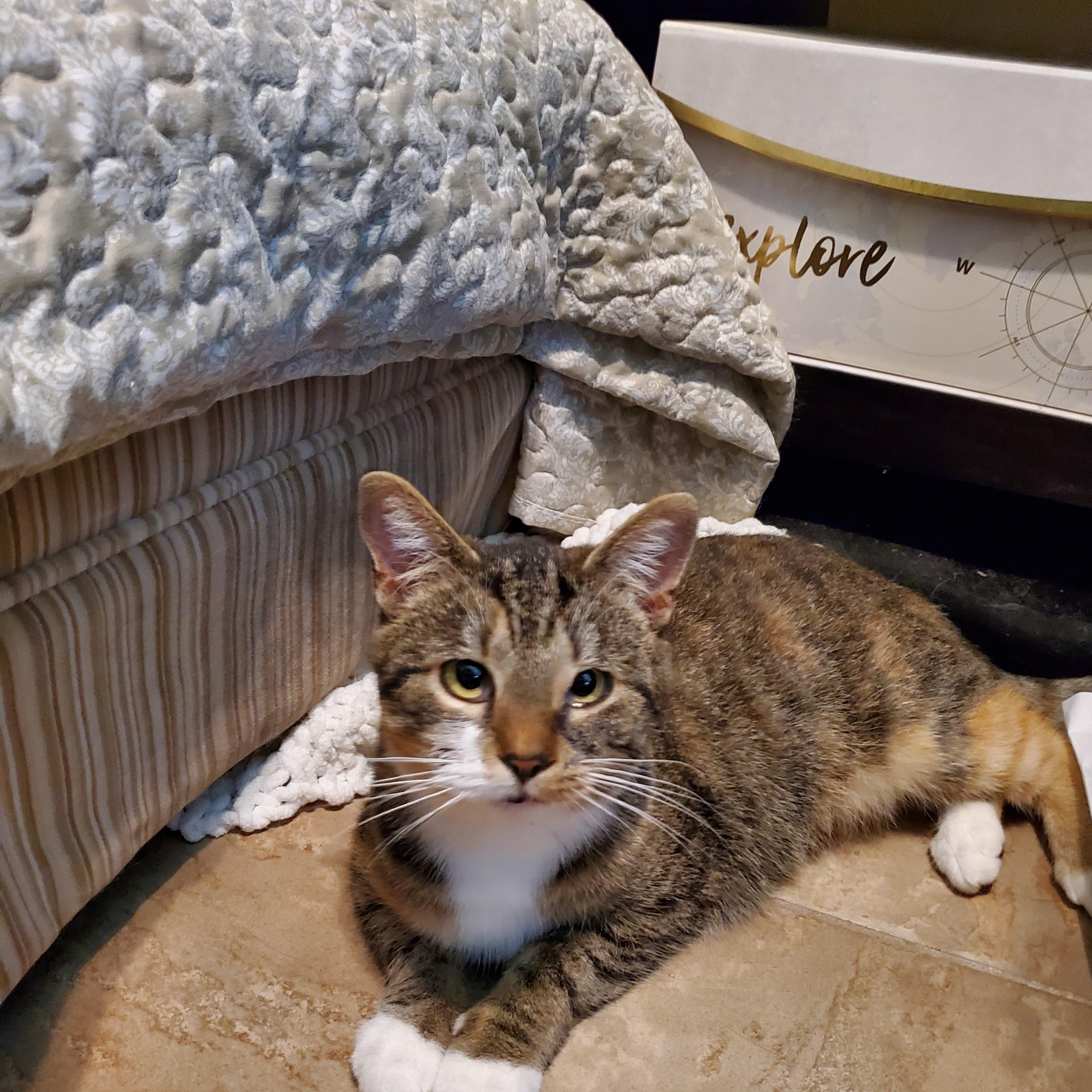 Enlarge Claire (f) 1yrs old Torbie/tabby and white, a ADOPTABLE Tabby in Ottawa, ON image 5/5