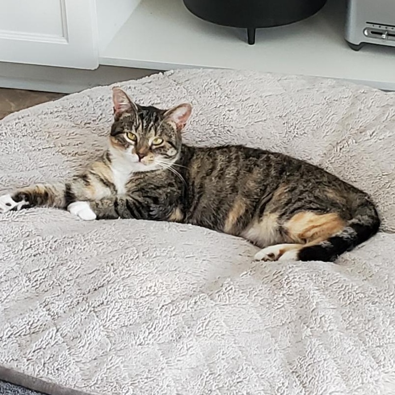 Claire (f) 1yrs old Torbie/tabby and white, ADOPTABLE, Adult Female Tabby.
