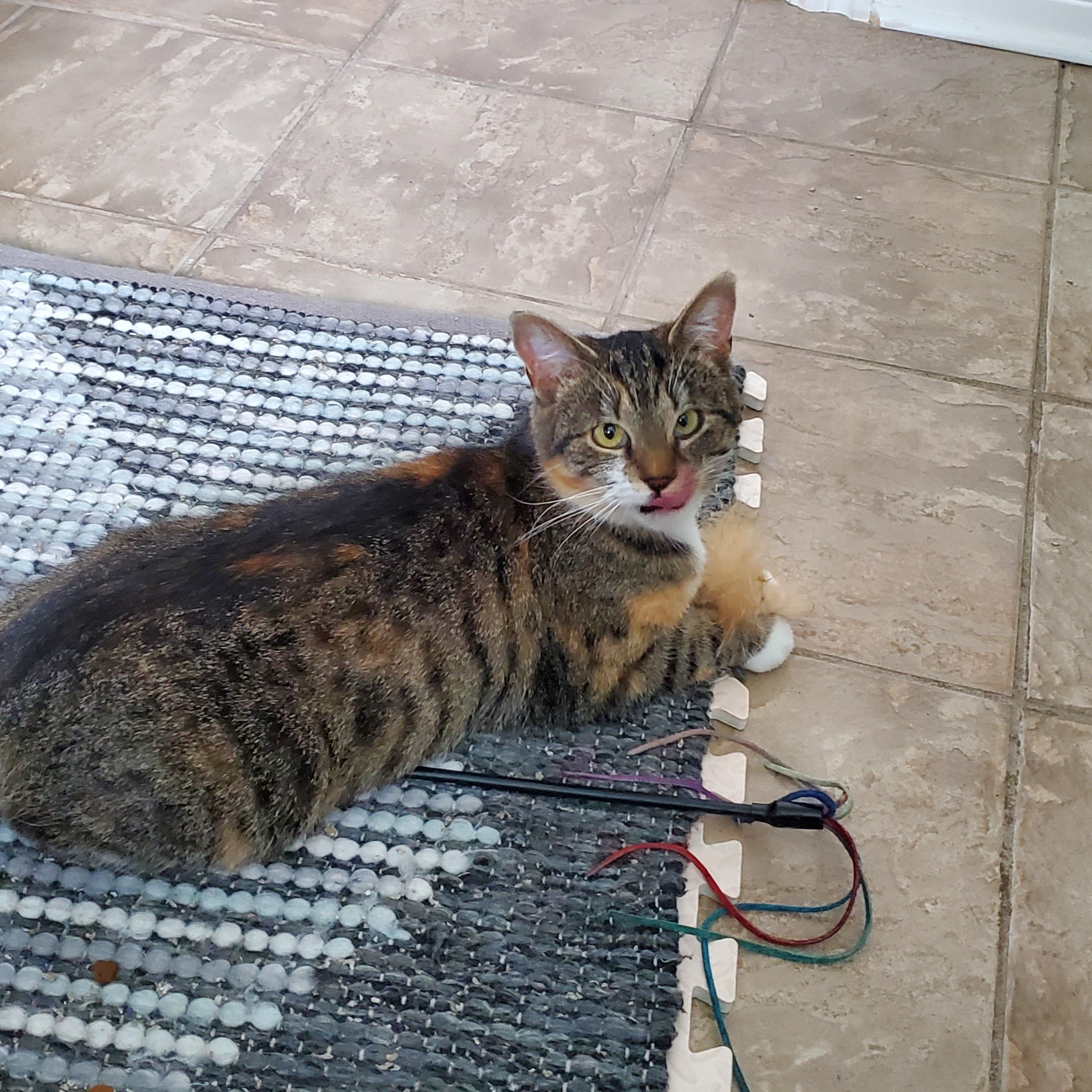 Enlarge Claire (f) 1yrs old Torbie/tabby and white, a ADOPTABLE Tabby in Ottawa, ON image 2/5