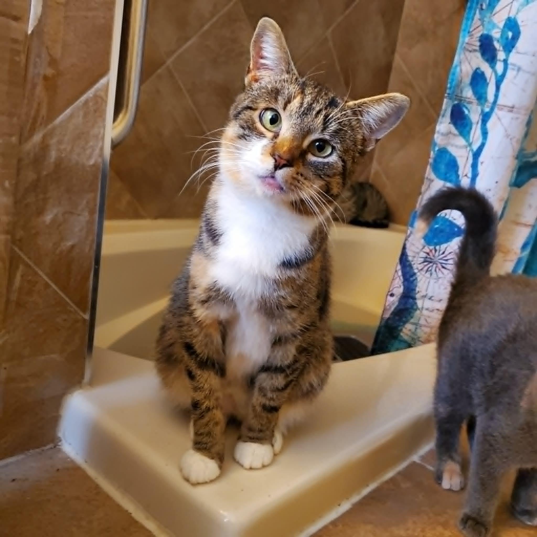 Enlarge Claire (f) 1yrs old Torbie/tabby and white, a ADOPTABLE Tabby in Ottawa, ON image 1/5