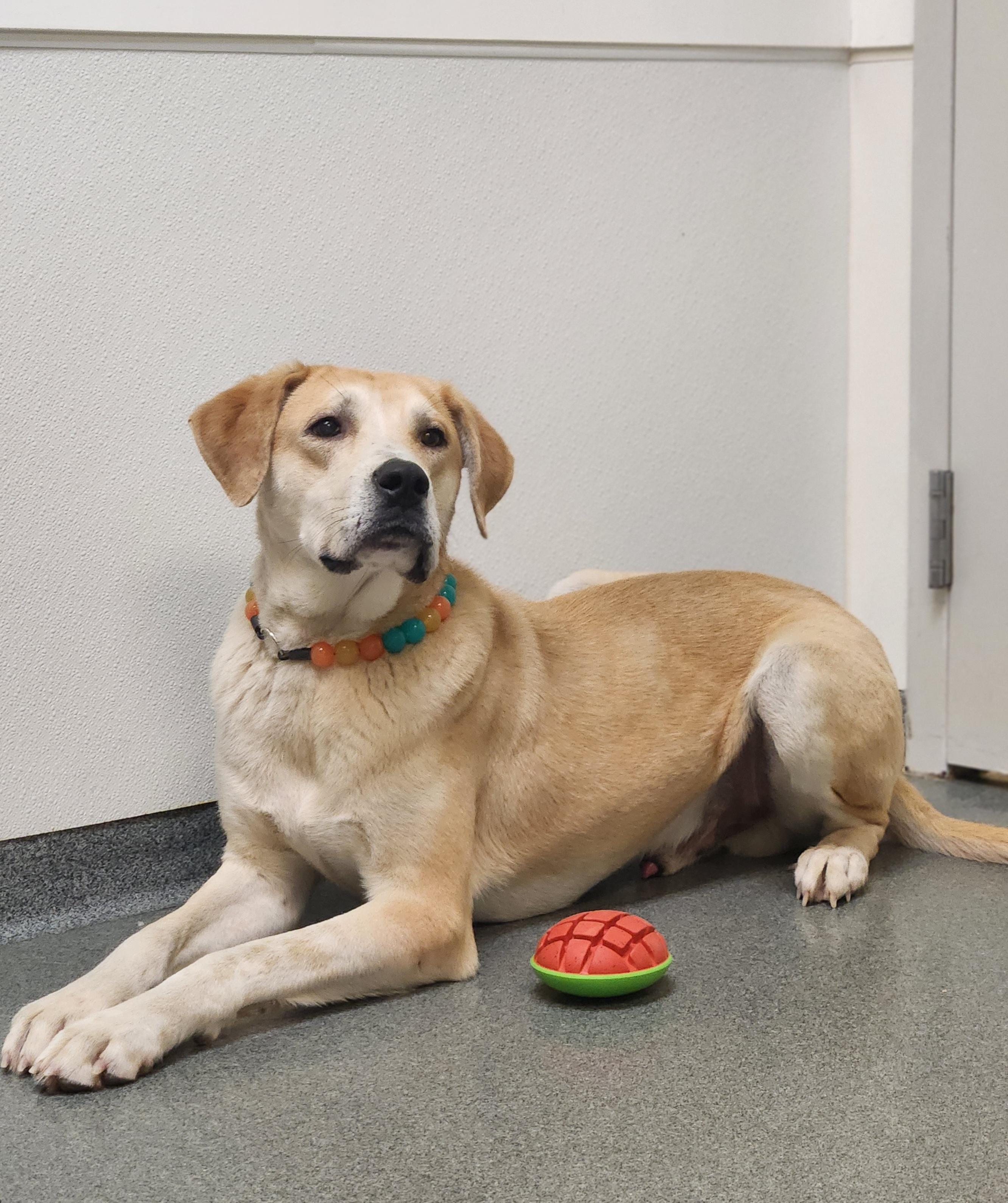 Enlarge Macaroni, a ADOPTABLE Mixed Breed in Mount Pleasant, MI image 3/3