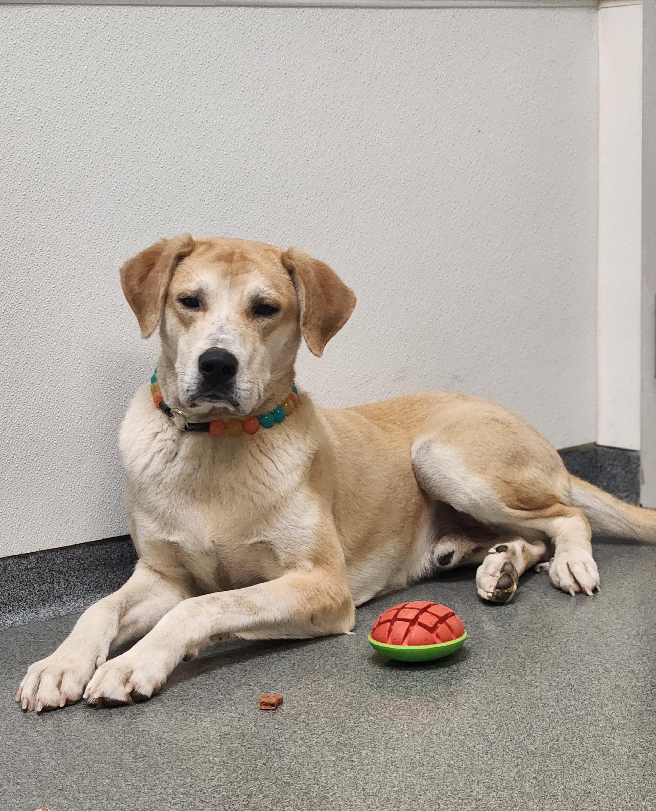 Enlarge Macaroni, a ADOPTABLE Mixed Breed in Mount Pleasant, MI image 1/3
