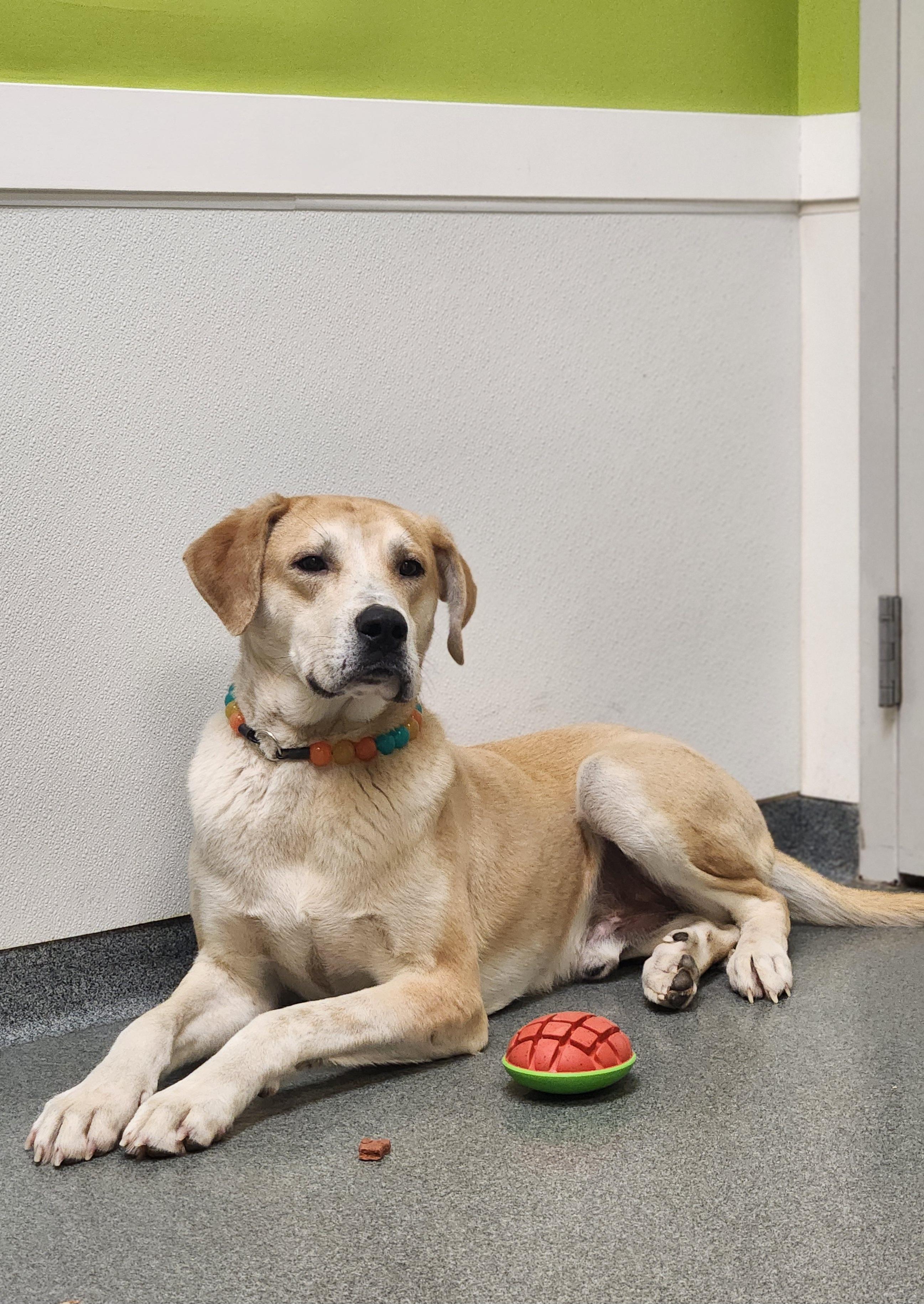Enlarge Macaroni, a ADOPTABLE Mixed Breed in Mount Pleasant, MI image 2/3