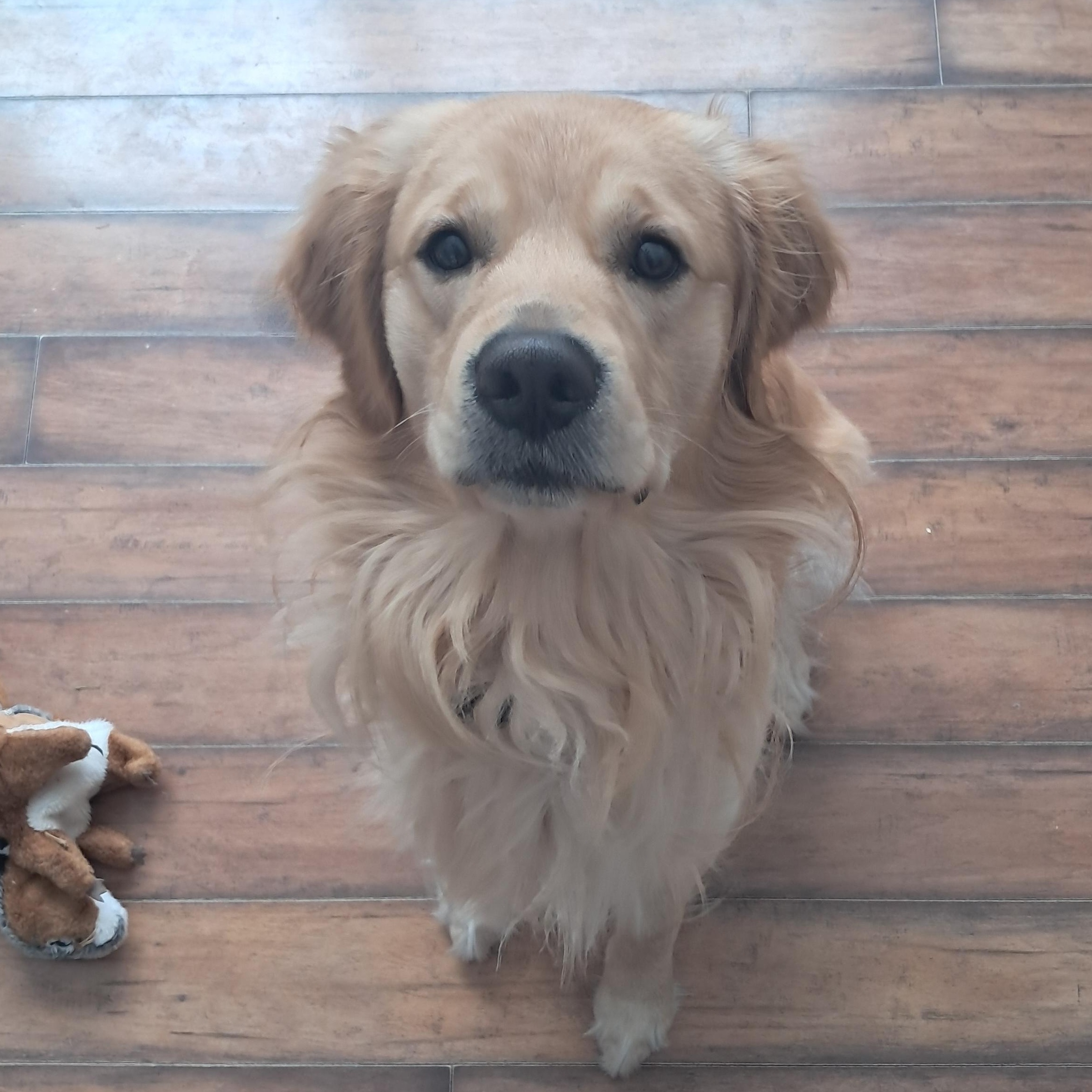 Enlarge Buddy, a Adopted Golden Retriever in Bridgton, ME image 1/1