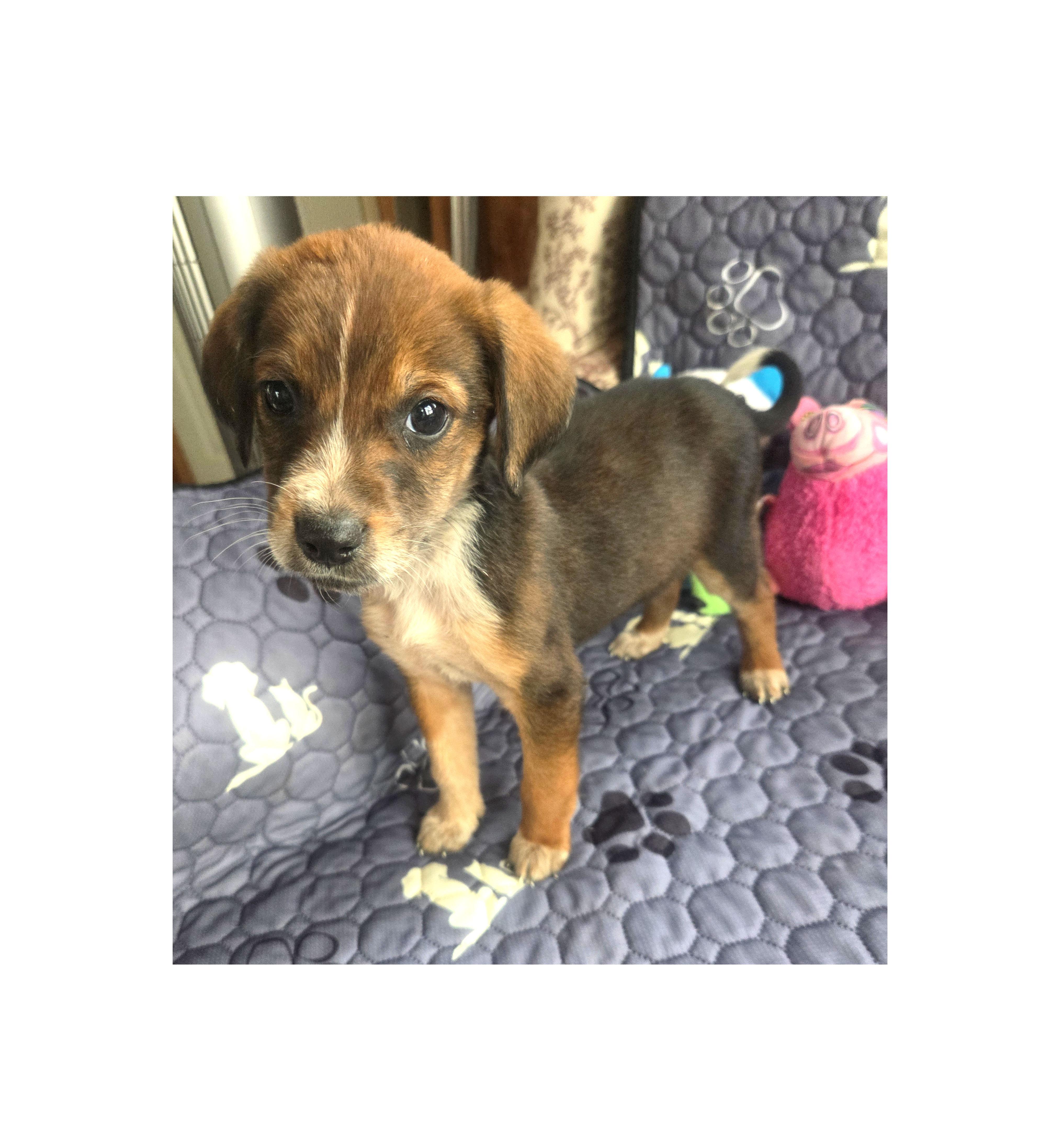 Enlarge Nelly, a Adoptable Beagle in Lake Geneva, WI image 2/4