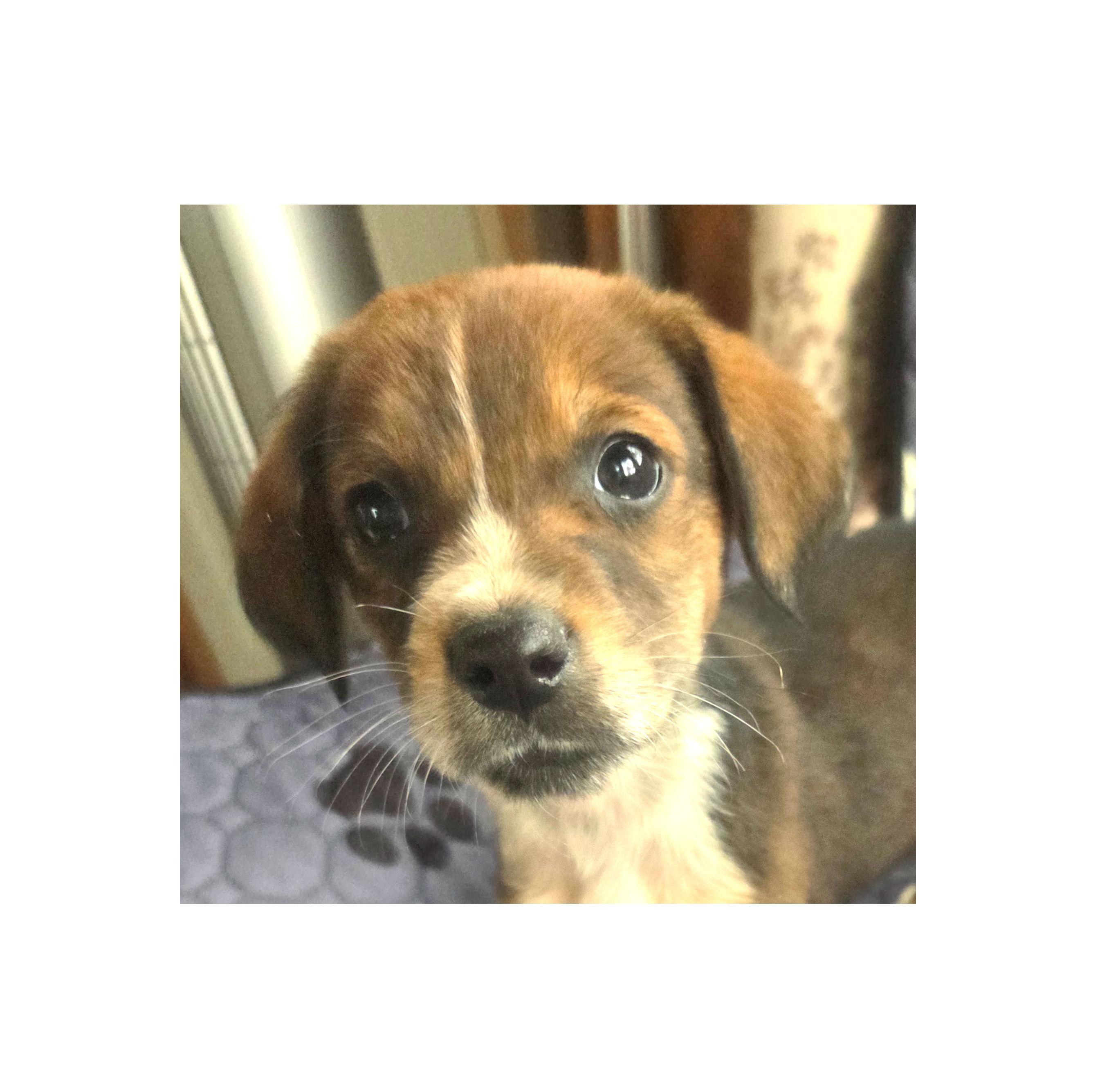 Enlarge Nelly, a Adoptable Beagle in Lake Geneva, WI image 1/4