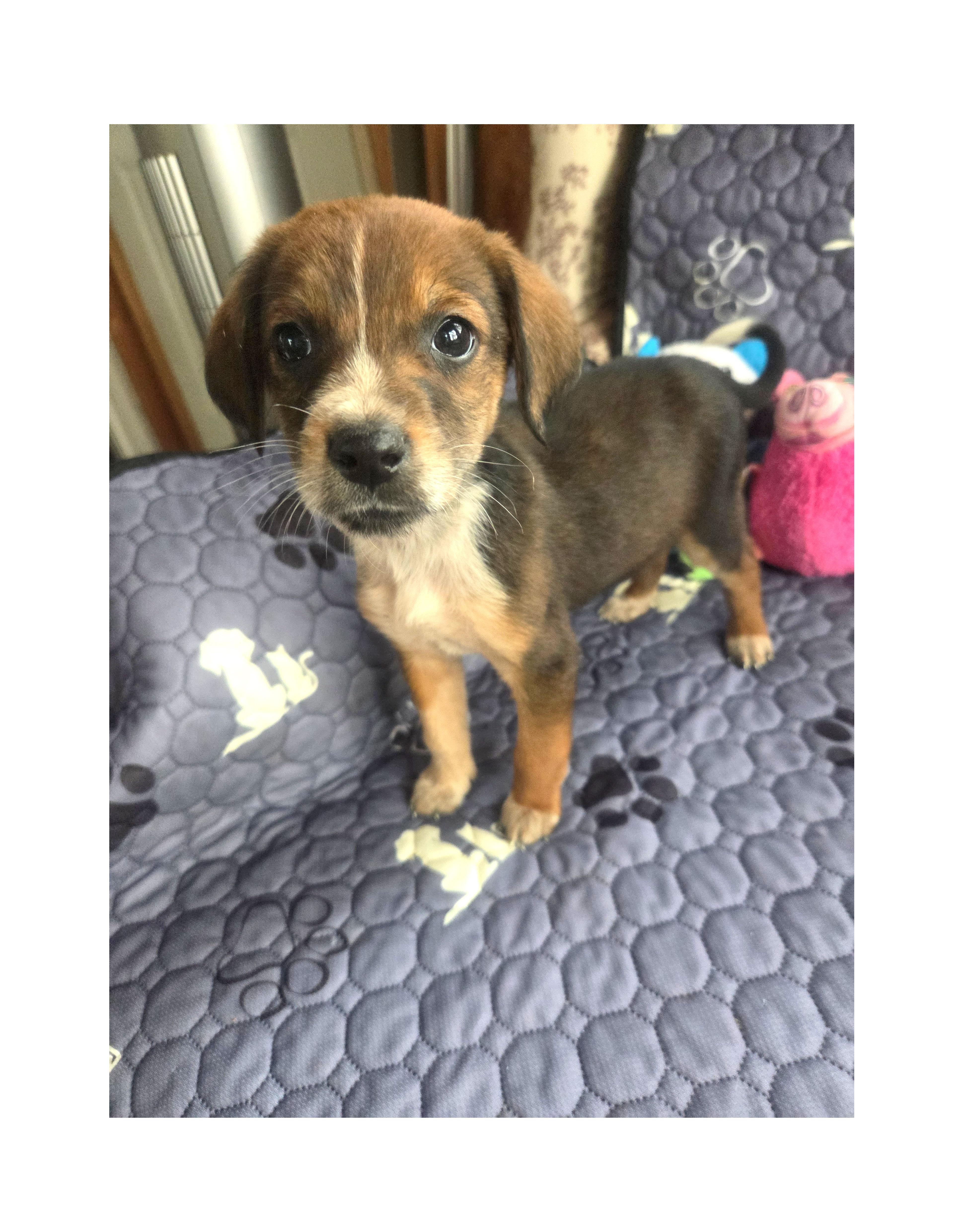 Enlarge Nelly, a Adoptable Beagle in Lake Geneva, WI image 3/4