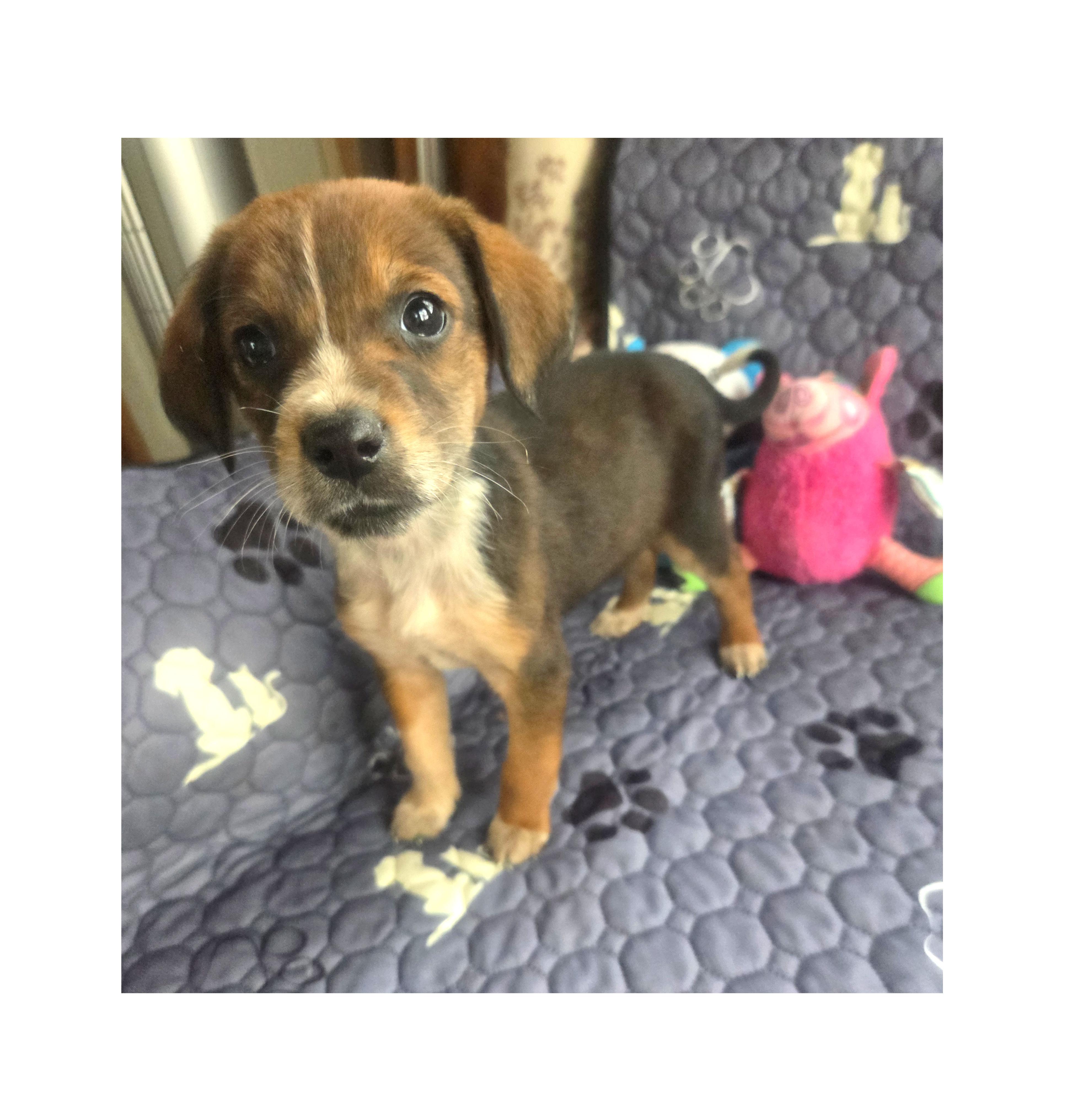 Enlarge Nelly, a Adoptable Beagle in Lake Geneva, WI image 4/4