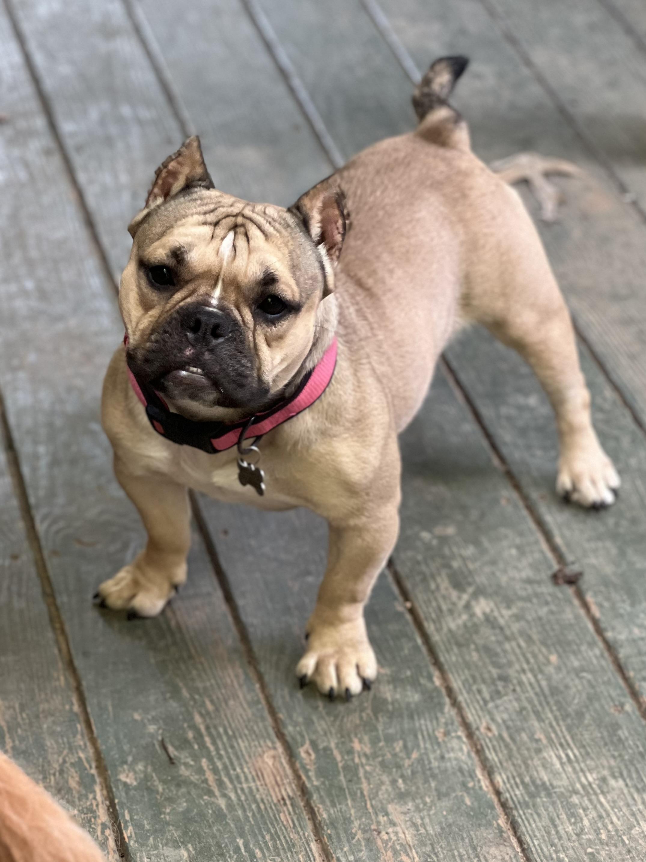 Moki