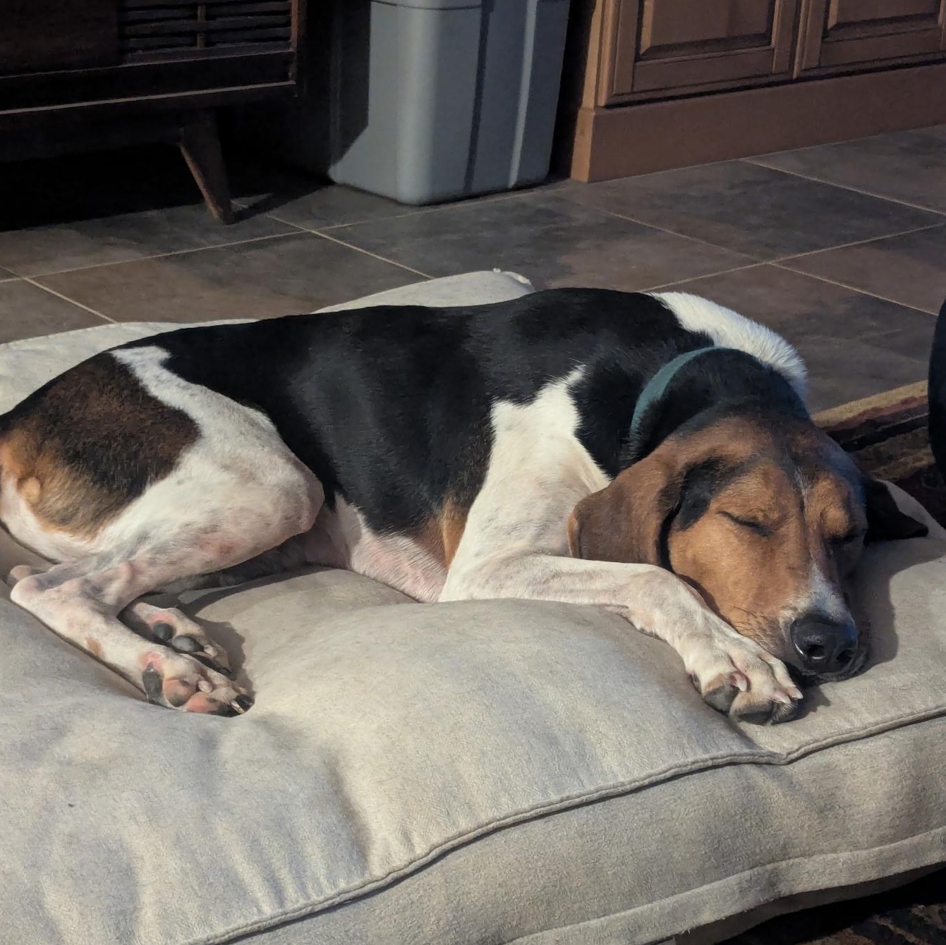 Enlarge Jamie, a Adoptable Treeing Walker Coonhound in Terrace Park, OH image 4/6