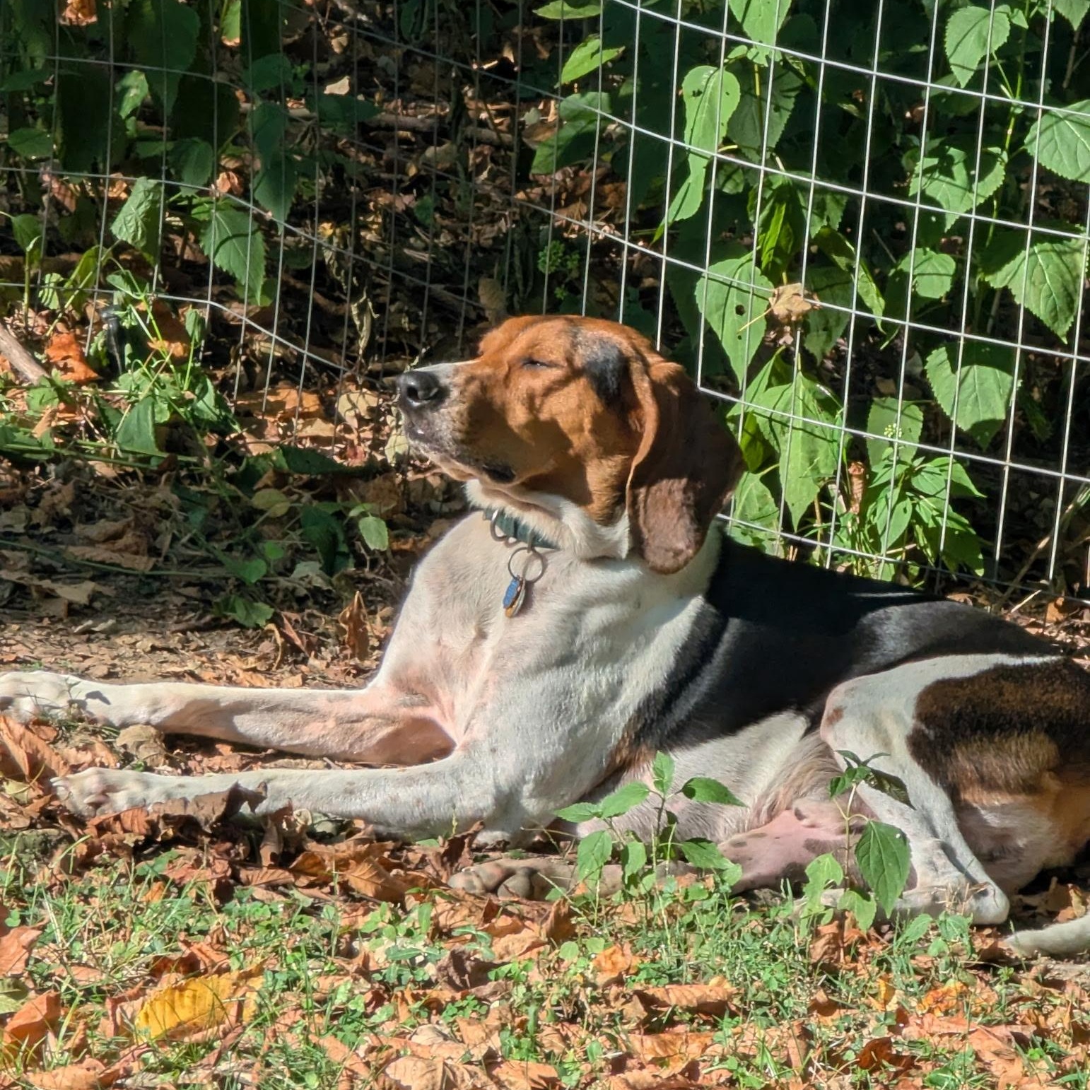 Enlarge Jamie, a Adoptable Treeing Walker Coonhound in Terrace Park, OH image 3/6